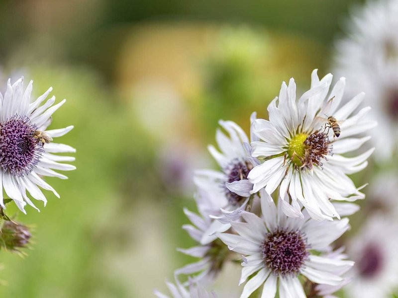 SENIORENKOLLEG: Wildbienen und  andere Hautflügler  erkennen und fördern